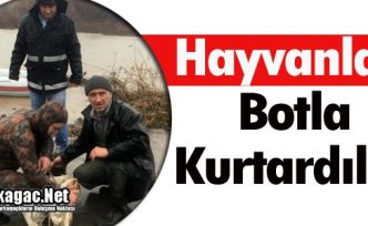HAYVANLARI BOTLA KURTARDILAR
