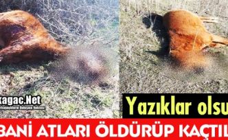 YAZIKLAR OLSUN...YABANİ ATLARI ÖLDÜRÜP KAÇTILAR