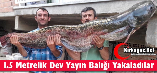 1.5 METRELİK DEV YAYIN BALIĞI YAKADILAR