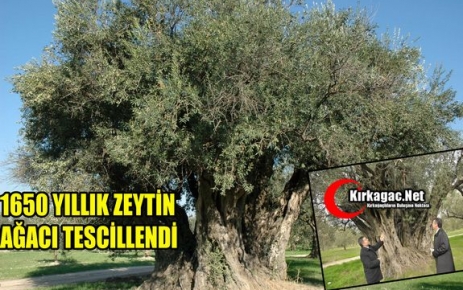 1650 YILLIK ZEYTİN AĞACI “ANIT AĞAÇ” OLARAK TESCİLLENDİ