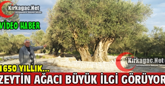 1650 YILLIK ZEYTİN AĞACI BÜYÜK İLGİ GÖRÜYOR(VİDEO)