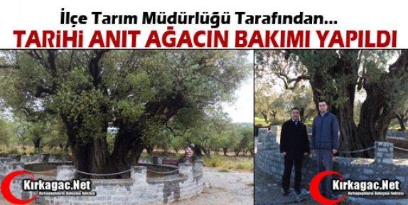 1653 YAŞINDA Kİ ANIT AĞACIN BAKIMI YAPILDI