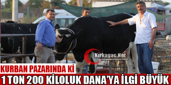 1 TON 200 KİLOLUK DANA'YA İLGİ BÜYÜK  