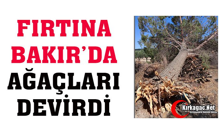 FIRTINA BAKIR'DA AĞAÇLARI DEVİRDİ