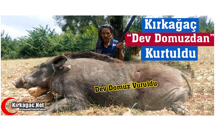 KIRKAĞAÇ "DEV DOMUZDAN" KURTULDU