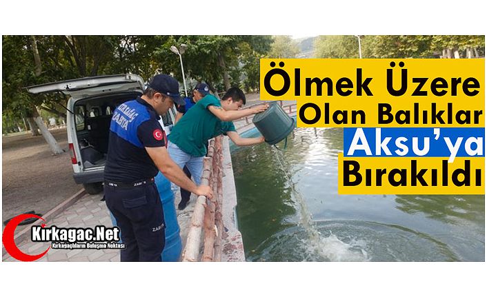 ÖLMEK ÜZERE OLAN BALIKLAR AKSU’YA BIRAKILDI