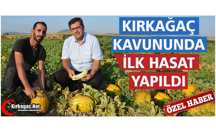 KIRKAĞAÇ KAVUNUNDA İLK HASAT YAPILDI(ÖZEL HABER)