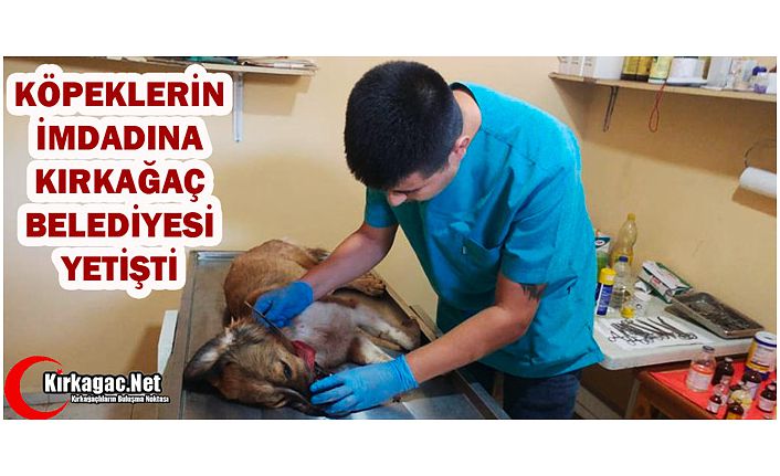 KÖPEKLERİN İMDADINA KIRKAĞAÇ BELEDİYESİ YETİŞTİ