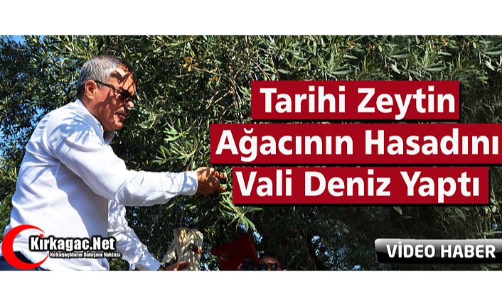 TARİHİ ZEYTİN AĞACININ HASADINI VALİ DENİZ YAPTI(VİDEO)