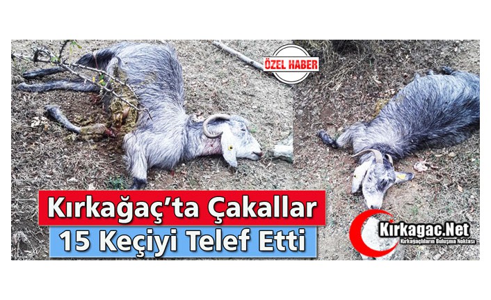 KIRKAĞAÇ’TA ÇAKALLAR 15 KEÇİYİ TELEF ETTİ