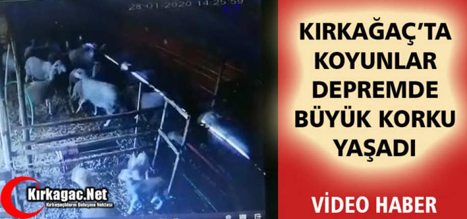 KIRKAĞAÇ'TA KOYUNLAR DEPREMDE BÜYÜK KORKU YAŞADI(VİDEO)