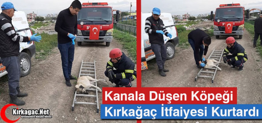 KANALA DÜŞEN KÖPEĞİ KIRKAĞAÇ İTFAİYESİ KURTARDI