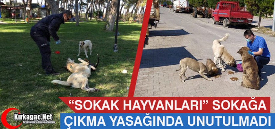 "SOKAK HAYVANLARI" SOKAĞA ÇIKMA YASAĞINDA UNUTULMADI