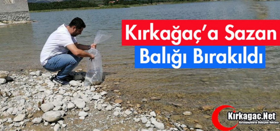 72 BİN PULLU SAZAN BALIĞI YAVRUSU SUYLA BULUŞTU