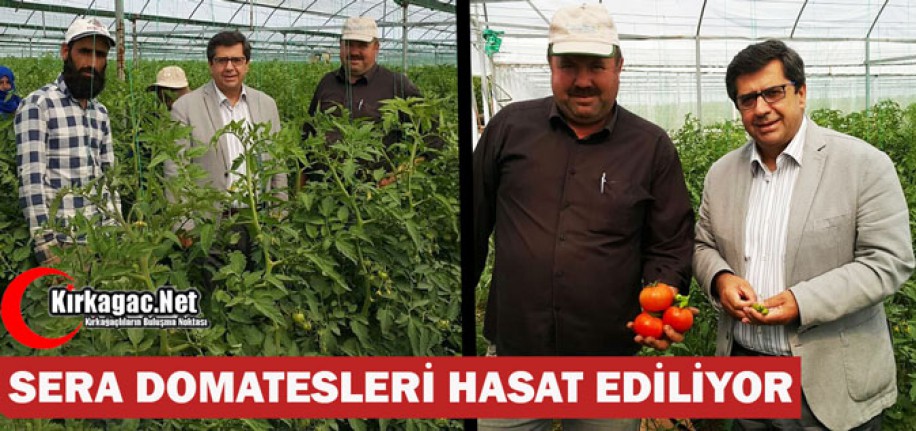 KIRKAĞAÇ'TA SERA DOMATESLERİ HASAT EDİLİYOR