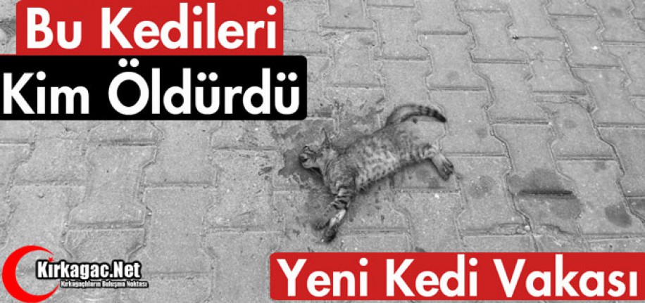 BU KEDİLERİ KİM ÖLDÜRDÜ?