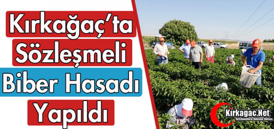 KIRKAĞAÇ'TA SÖZLEŞMELİ BİBER HASADI YAPILDI