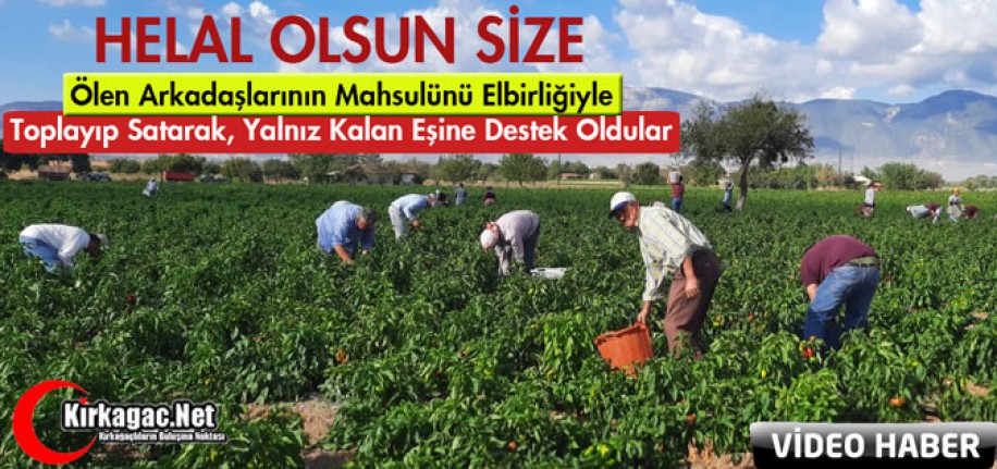 HELAL OLSUN..ÖLEN ARKADAŞLARININ MAHSULÜNÜ ELBİRLİĞİYLE TOPLADILAR