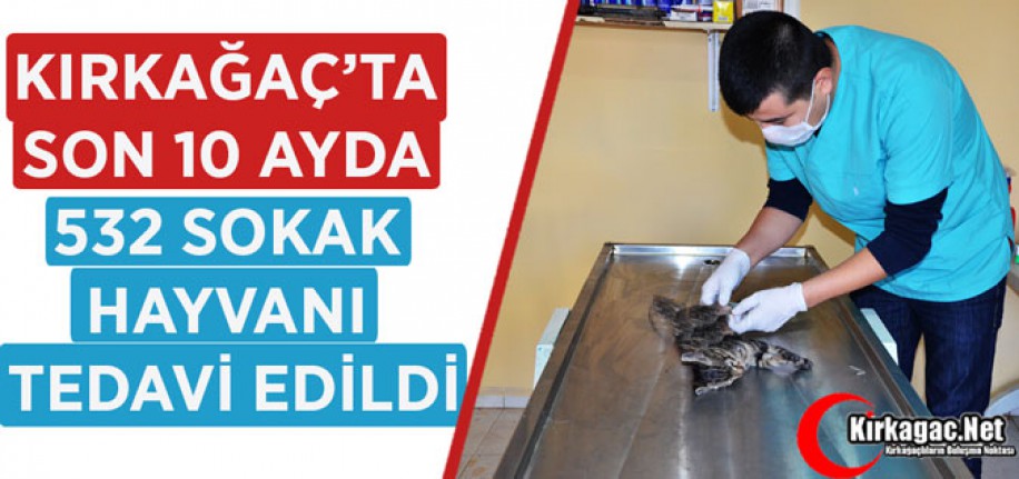 SON 10 AYDA 532 SOKAK HAYVANI TEDAVİ EDİLDİ