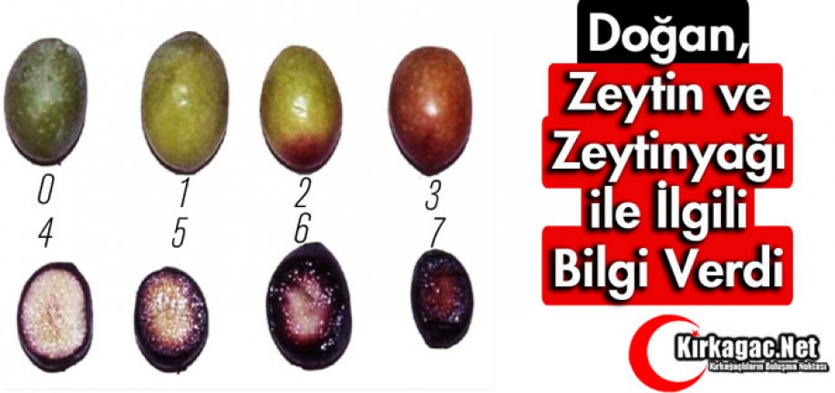 DOĞAN, KALİTELİ ZEYTİNYAĞI ve ZEYTİN İLE İLGİLİ BİLGİ VERDİ