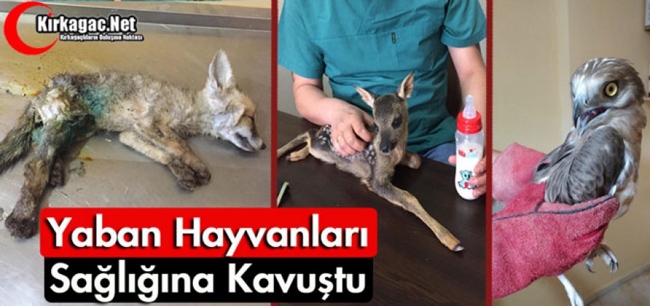 YABAN HAYVANLARI SAĞLIĞINA KAVUŞTU