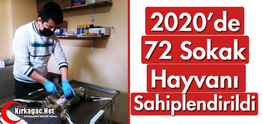 2020'DE 72 SOKAK HAYVANI SAHİPLENDİRİLDİ