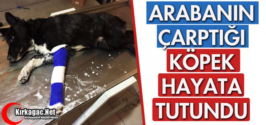 ARABA ÇARPAN KÖPEK HAYATA TUTUNDU