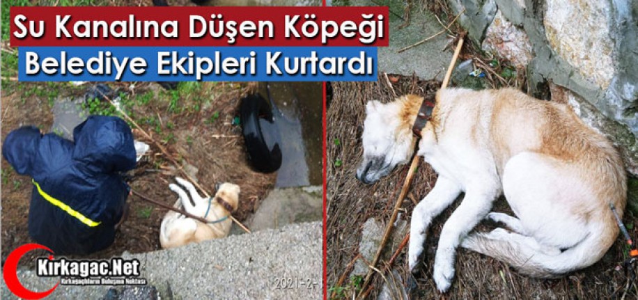 KANALA DÜŞEN KÖPEĞİ BELEDİYE EKİPLERİ YETİŞTİ 