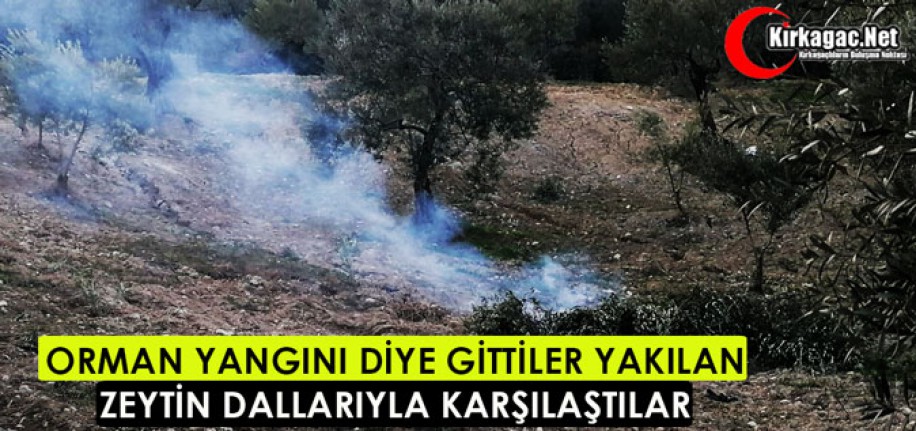 ORMAN YANGINI DİYE GİTTİLER YAKILAN ZEYTİN DALLARIYLA KARŞILAŞTILAR