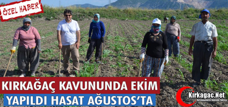 KIRKAĞAÇ KAVUNUNDA EKİM YAPILDI, HASAT AĞUSTOS’TA(ÖZEL HABER)