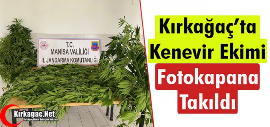 KIRKAĞAÇ'TA KENEVİR EKİMİ FOTOKAPANA TAKILDI