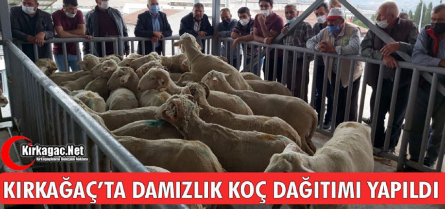 KIRKAĞAÇ’TA DAMIZLIK KOÇ DAĞITIMI YAPILDI 