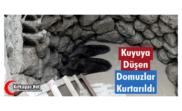 KUYUYA DÜŞEN DOMUZLAR KURTARILDI 