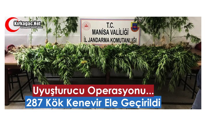 UYUŞTURUCU OPERASYONU...287 KÖK KENEVİR ELE GEÇİRİLDİ