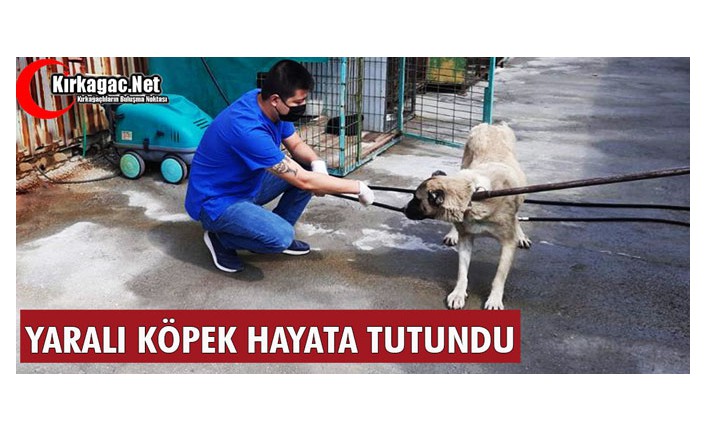 YARALI KÖPEK HAYATA TUTUNDU