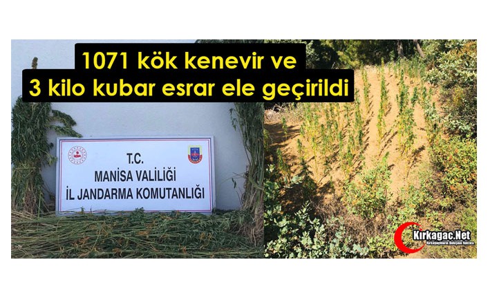 1071 Kök Kenevir ve 3 Kilo Kubar Esrar Ele Geçirildi