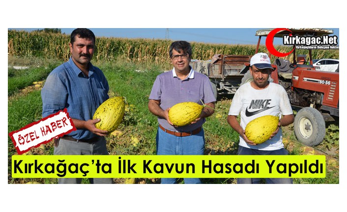 KIRKAĞAÇ KAVUNUNDA İLK HASAT YAPILDI(ÖZEL HABER)