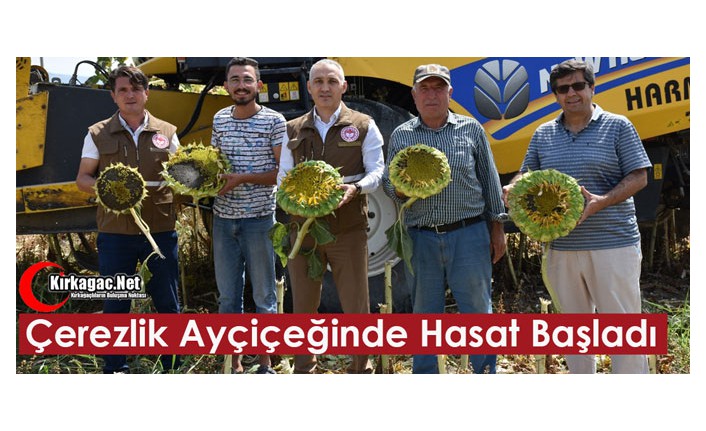 KIRKAĞAÇ'TA ÇEREZLİK AYÇİÇEĞİNDE HASAT BAŞLADI