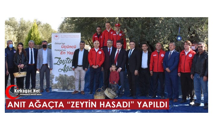 1659 YAŞINDAKİ ANIT AĞAÇTA “ZEYTİN HASADI” YAPILDI