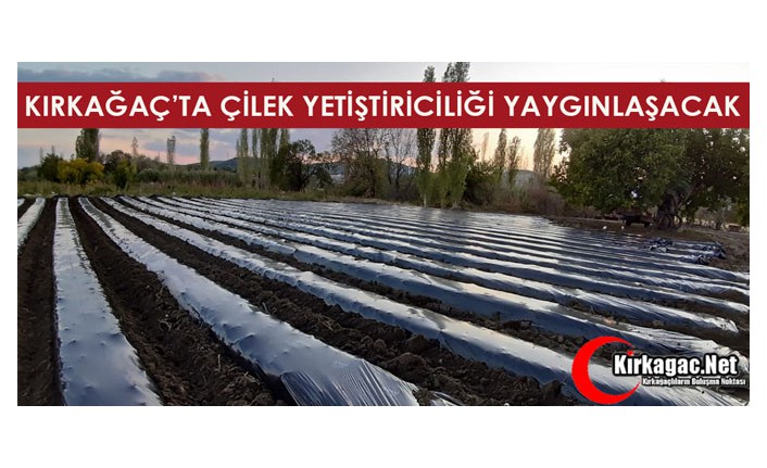 KIRKAĞAÇ’TA ÇİLEK YETİŞTİRİCİLİĞİ YAYGINLAŞACAK