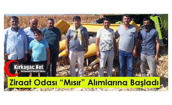 ZİRAAT ODASI MISIR ALIMLARINA BAŞLADI