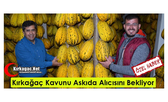 KIRKAĞAÇ KAVUNU ASKIDA ALICISINI BEKLİYOR(ÖZEL HABER)