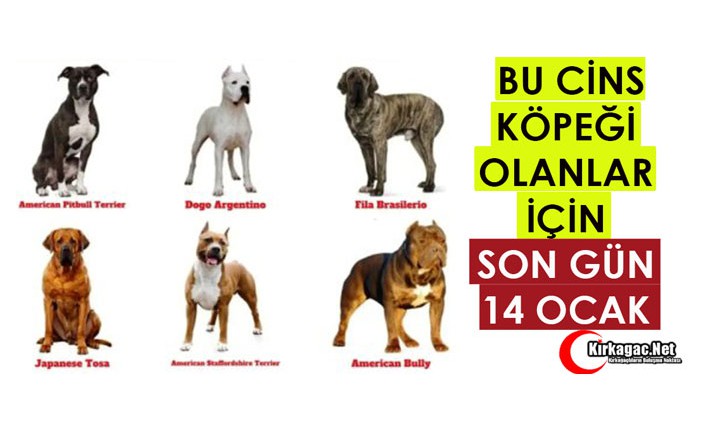 BU CİNS KÖPEĞİ OLANLAR İÇİN SON GÜN 14 OCAK