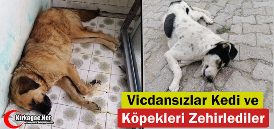 VİCDANSIZLAR! KEDİ VE KÖPEKLERİ ZEHİRLEDİLER