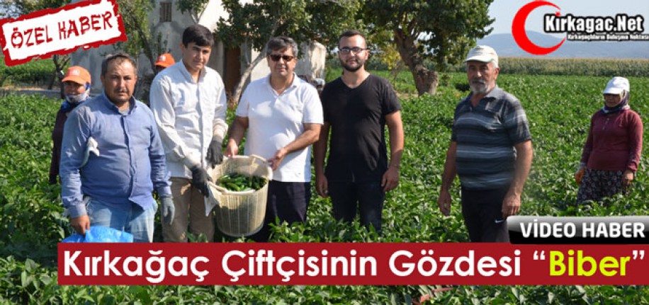 KIRKAĞAÇ ÇİFTÇİSİNİN GÖZDESİ “BİBER”(ÖZEL HABER)