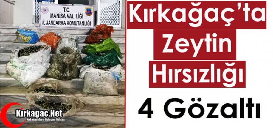 KIRKAĞAÇ'TA ZEYTİN HIRSIZLIĞI 4 GÖZALTI