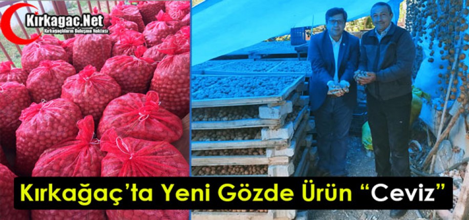 KIRKAĞAÇ’TA YENİ GÖZDE ÜRÜN “CEVİZ”