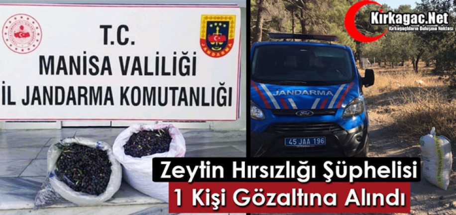 KIRKAĞAÇ’TA ZEYTİN HIRSIZLIĞI 1 GÖZALTI