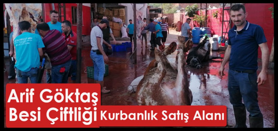 ARİF GÖKTAŞ BESİ ÇİFTLİĞİ-KURBANLIK SATIŞ ALANI(KIRKAĞAÇ)