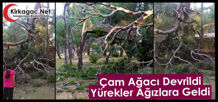 ÇAM AĞACI DEVRİLDİ, YÜREKLER AĞIZLARA GELDİ